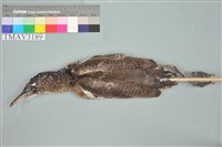 藏品(黑冠麻鷺)的圖片